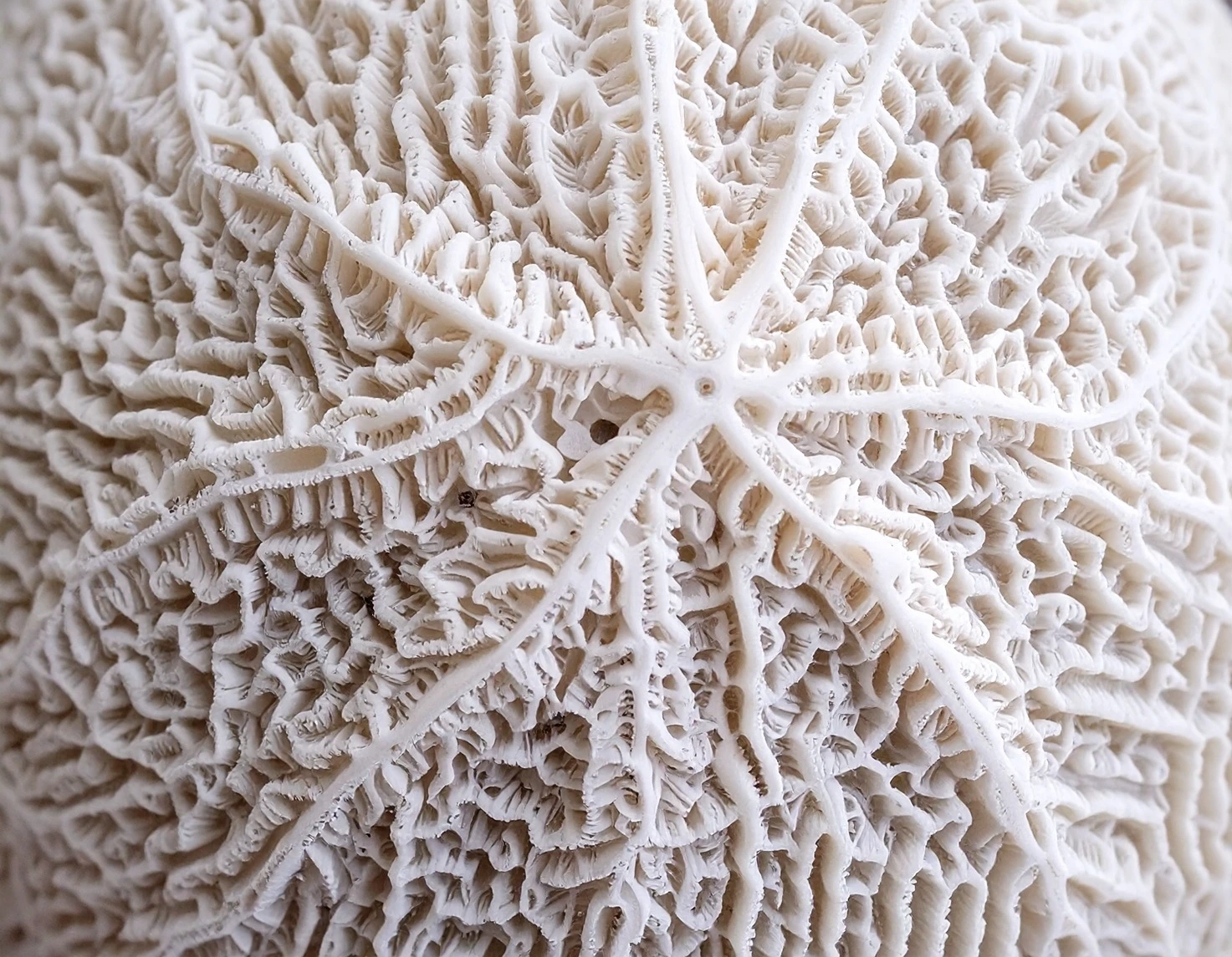 Germany’s Democracy between ‘Battlesome’ and Embattled